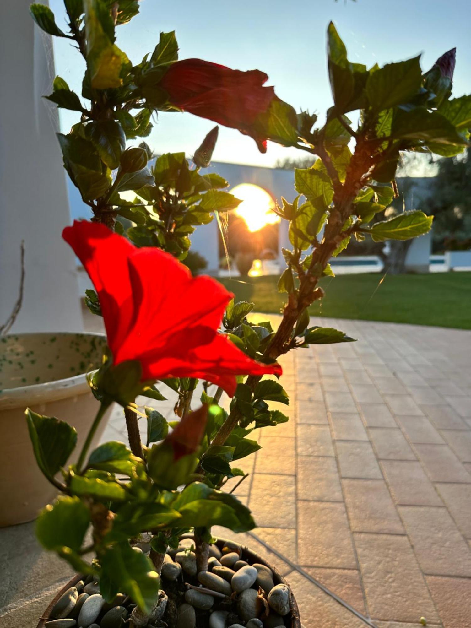 L'Ulivo Bed And Breakfast Savelletri Bagian luar foto