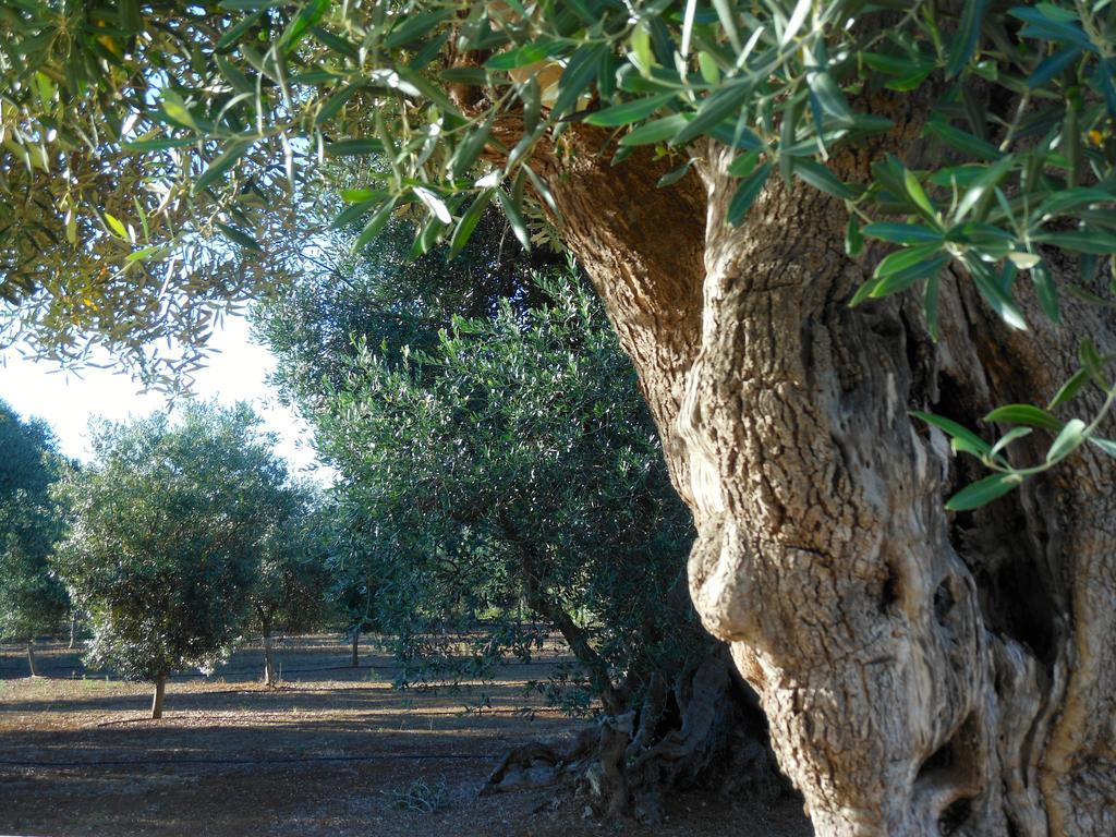 L'Ulivo Bed And Breakfast Savelletri Bagian luar foto